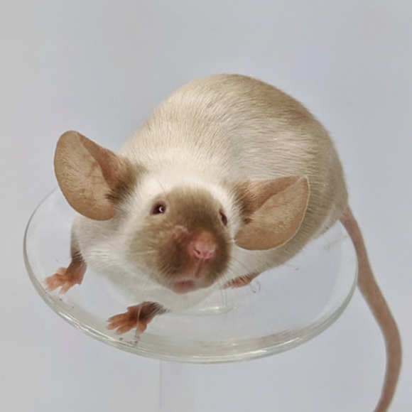 Meet your Posher, Sofia - Picture 1 of 1